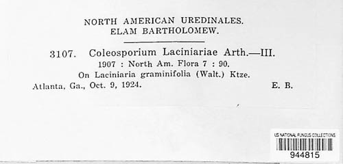 Coleosporium laciniariae image